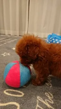 ☆れあ☆ 様のお迎えした子犬