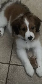 アップルグリーン 様のお迎えした子犬