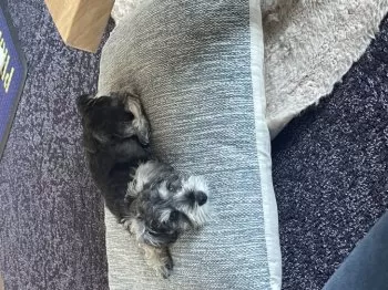 H.S 様のお迎えした子犬