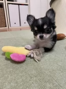 Y.H 様のお迎えした子犬