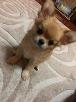 ヨネ32 様のお迎えした子犬