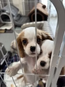 kazu 様のお迎えした子犬