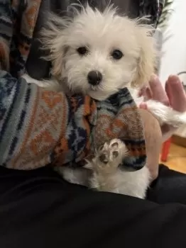 チー 様のお迎えした子犬