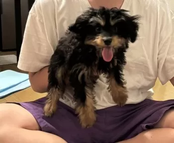 S.N 様のお迎えした子犬