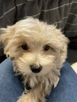 Maru 様のお迎えした子犬