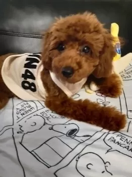 M.N 様のお迎えした子犬