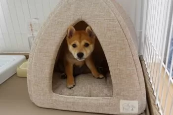 R.O 様のお迎えした子犬