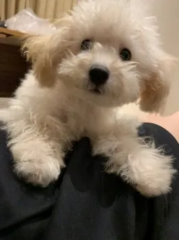 S.K 様のお迎えした子犬