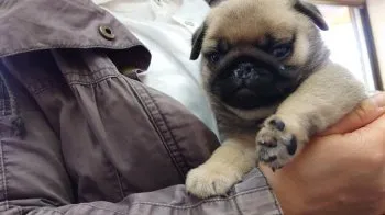 ヒロアキ 様のお迎えした子犬