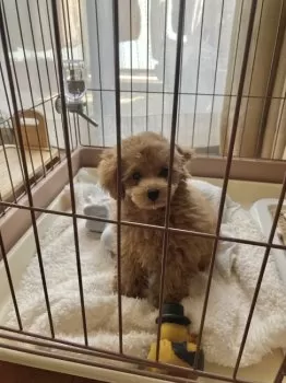 Y.I 様のお迎えした子犬