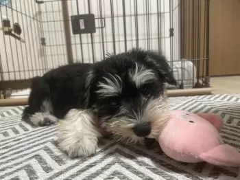 りお 様のお迎えした子犬