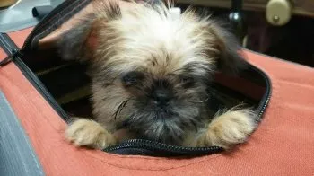 でんちゃん 様のお迎えした子犬