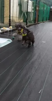 ぴーす 様のお迎えした子犬