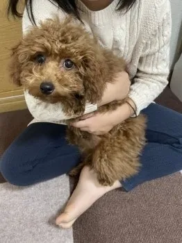 ラン 様のお迎えした子犬