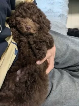 Uri 様のお迎えした子犬