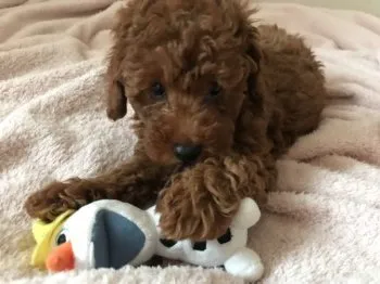 Aska 様のお迎えした子犬
