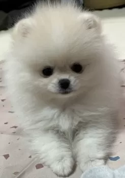 Y.I 様のお迎えした子犬