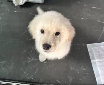 K 様のお迎えした子犬