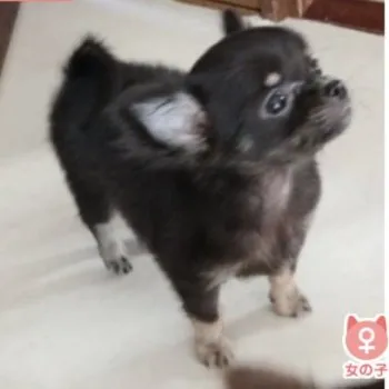 H.S 様のお迎えした子犬