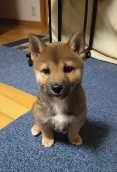 E.Y 様のお迎えした子犬