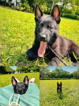 R.R 様のお迎えした子犬