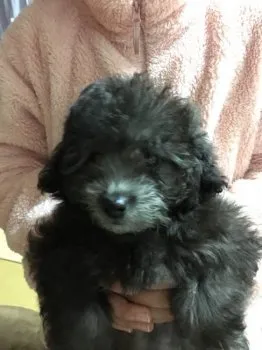 くるみママ 様のお迎えした子犬