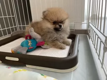 N.O 様のお迎えした子犬