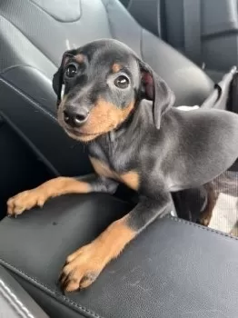 K.I 様のお迎えした子犬