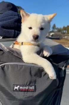 S.I 様のお迎えした子犬