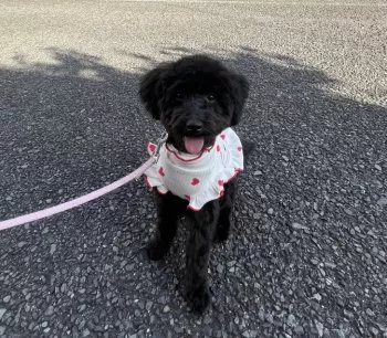 めだか 様のお迎えした子犬