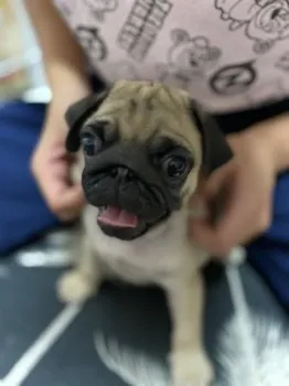 KanKan 様のお迎えした子犬