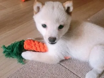 ミモ 様のお迎えした子犬