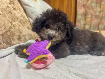 マドカ 様のお迎えした子犬