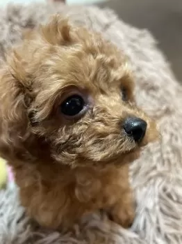 S.S 様のお迎えした子犬