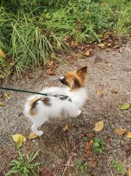 D.Y 様のお迎えした子犬