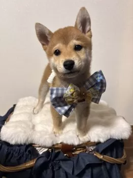 YU- 様のお迎えした子犬