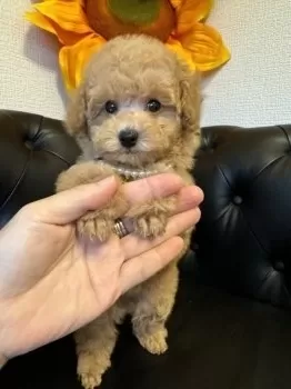 大吉 様のお迎えした子犬
