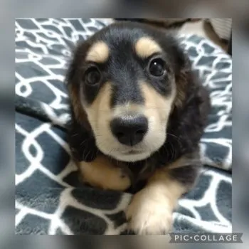 E.K 様のお迎えした子犬