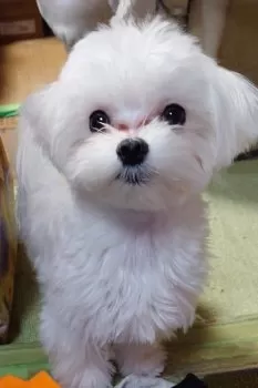 ウニ 様のお迎えした子犬