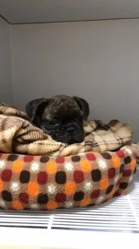 MK 様のお迎えした子犬