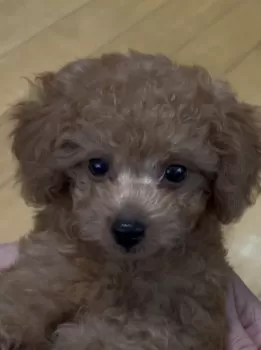 K 様のお迎えした子犬