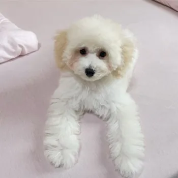 K.T 様のお迎えした子犬