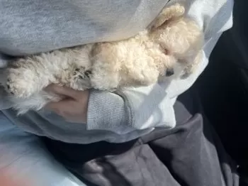 M.K 様のお迎えした子犬