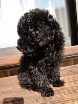 marc 様のお迎えした子犬