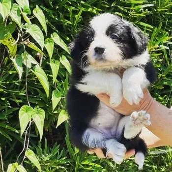 A.S 様のお迎えした子犬