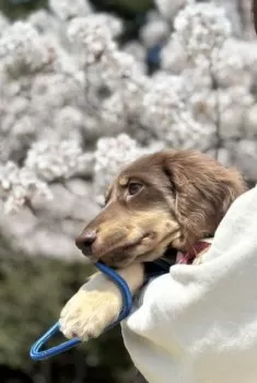 Y.T 様のお迎えした子犬