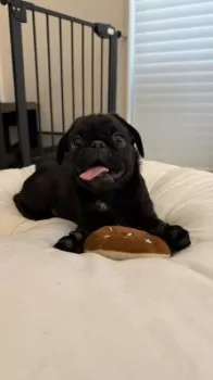 M.K 様のお迎えした子犬