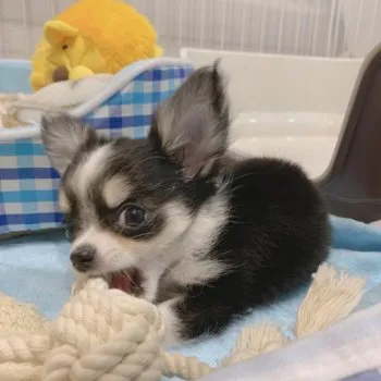 M.K 様のお迎えした子犬