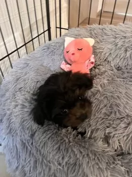 杜 様のお迎えした子犬