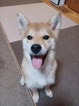 ミヤ 様のお迎えした子犬